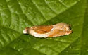 Ancylis fuscociliana - Hodges#3369 - photo 2