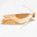 Ancylis fuscociliana - Hodges#3369 - photo 3