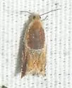 Ancylis fuscociliana - Hodges#3369 - photo 4