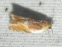 Ancylis fuscociliana - Hodges#3369 - photo 5