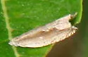 Ancylis goodelliana - Hodges#3380
