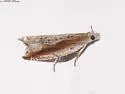 Ancylis goodelliana - Hodges#3380 - photo 2