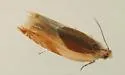 Ancylis laciniana - Hodges#3366 - photo 2