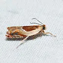 Ancylis laciniana - Hodges#3366 - photo 3