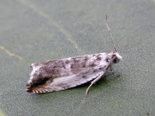 Ancylis laetana