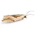 Beach Pea Leaffolder - Hodges#3364 - photo 3