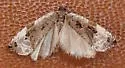 Ancylis mediofasciana - Hodges#3384 - photo 2