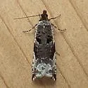 Ancylis mediofasciana - Hodges#3384 - photo 3