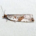 Ancylis mediofasciana - Hodges#3384 - photo 4
