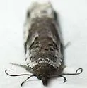 Ancylis mediofasciana - Hodges#3384 - photo 5