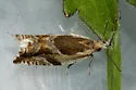 Black-marked Ancylis - Hodges#3359 - photo 2
