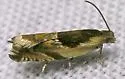 Black-marked Ancylis - Hodges#3359 - photo 3