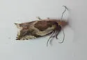Black-marked Ancylis - Hodges#3359 - photo 5