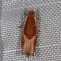 Ancylis mira - Hodges#3368 - photo 2