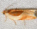 Ancylis mira - Hodges#3368 - photo 3