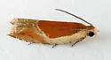 Ancylis mira - Hodges#3368 - photo 4