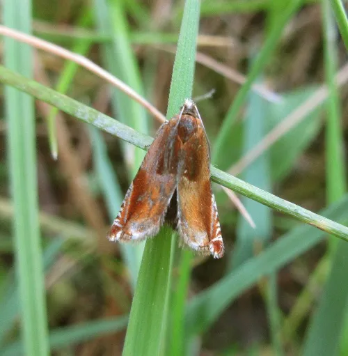 Ancylis mitterbacheriana