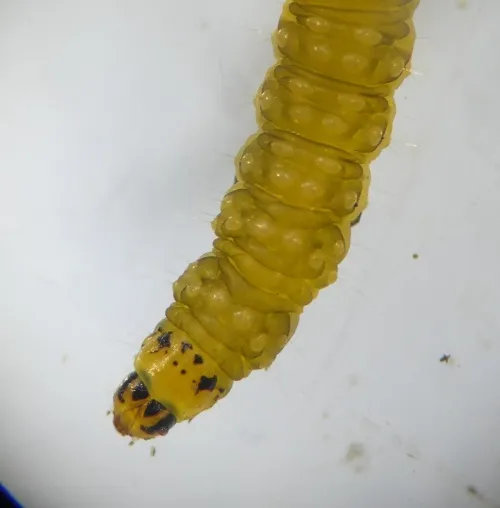 Ancylis mitterbacheriana - photo 2