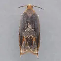 Red-headed Ancylis - Hodges#3377 - Ancylis muricana