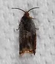 Red-headed Ancylis - Hodges#3377 - photo 5