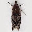 Ancylis pacificana - Hodges#3383
