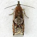 Ancylis pacificana - Hodges#3383 - photo 2