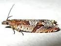 Ancylis pacificana - Hodges#3383 - photo 4