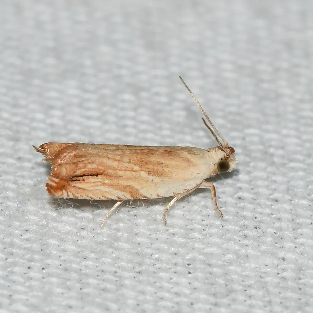 Ancylis platanana - Hodges#3370 - photo 2