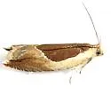 Ancylis rhodorana - Hodges#3371 - photo 2