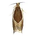 Ancylis rhodorana - Hodges#3371 - photo 3