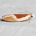 Ancylis rhodorana - Hodges#3371 - photo 4