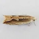 Ancylis saliana - Hodges#3379.1 - Ancylis saliana