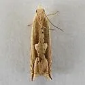 Ancylis saliana - Hodges#3379.1 - photo 2
