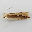 Ancylis saliana - Hodges#3379.1 - photo 3