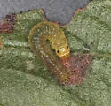 Ancylis semiovana - Hodges#3361