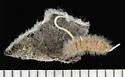 Ancylis semiovana - Hodges#3361 - photo 2