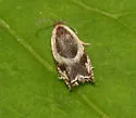Ancylis semiovana - Hodges#3361 - photo 3