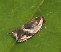 Ancylis semiovana - Hodges#3361 - photo 4