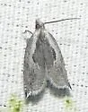 Ancylis sheppardana - Hodges#3357 - photo 4