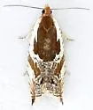 Ancylis simuloides - Hodges#3363 - photo 4