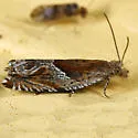 Ancylis tenebrica - Hodges#3360 - Ancylis tenebrica