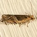 Ancylis tenebrica - Hodges#3360 - photo 2
