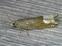 Ancylis tineana - Hodges#3386