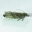 Ancylis unguicella - Hodges#3382