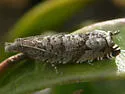 Ancylis unguicella - Hodges#3382 - photo 2