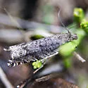 Ancylis unguicella - Hodges#3382 - photo 3