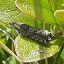 Ancylis unguicella - Hodges#3382 - photo 4