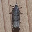 Ancylis unguicella - Hodges#3382 - photo 5
