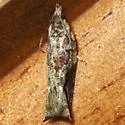 Ancylis virididorsana - Hodges#3388.4