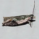 Ancylis virididorsana - Hodges#3388.4 - photo 2